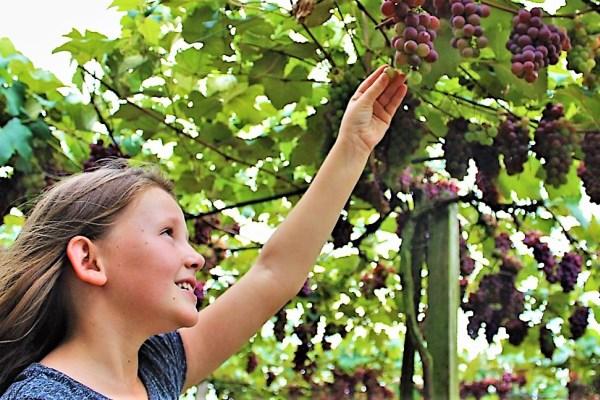 Pelotas sediará abertura da colheita da uva neste final de semana (03/02)