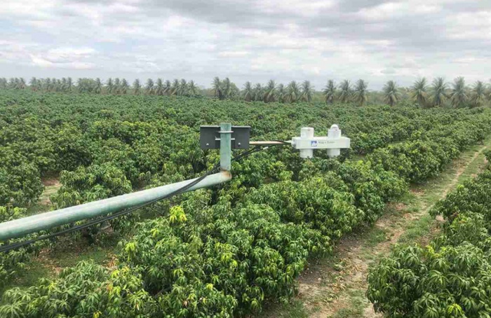 Manga Palmer no Semiárido tem potencial de economizar 31% de água na irrigação