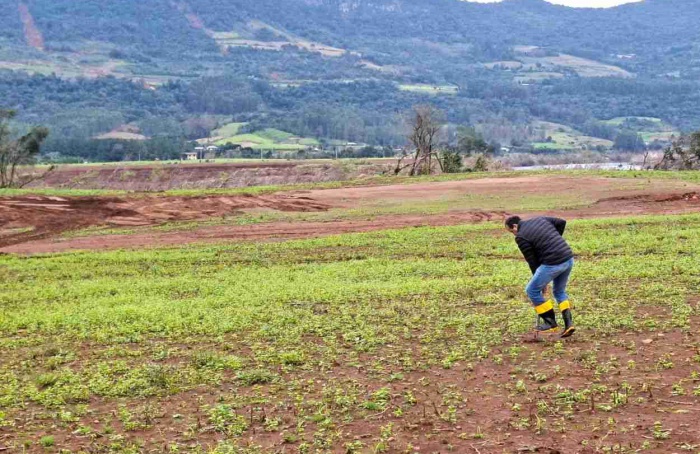 Publicação sugere uso de plantas para recuperar solos atingidos por enchentes