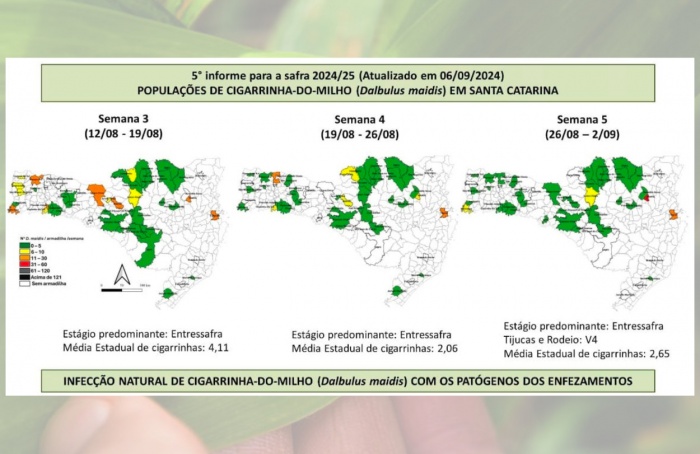 Cresce o número de cigarrinhas-do-milho infectadas em Santa Catarina
