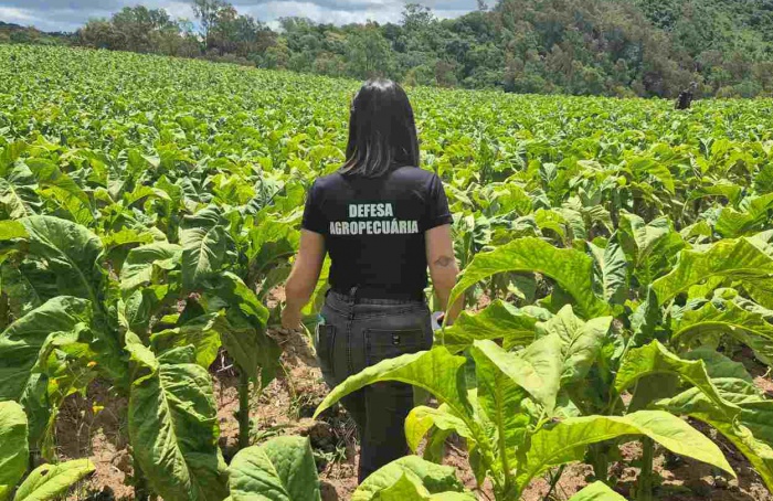 RS intensifica inspeção fitossanitária em lavouras de tabaco