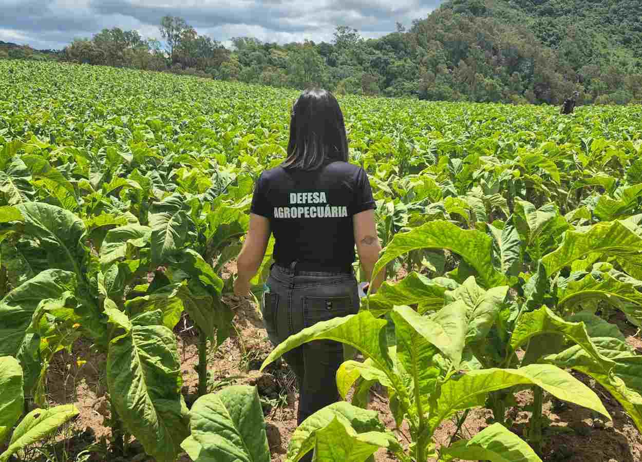 RS intensifica inspeção fitossanitária em lavouras de tabaco