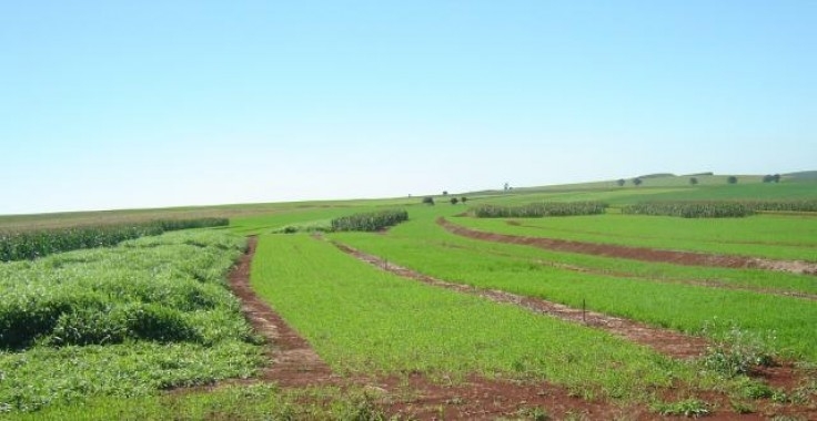 Diversificação de culturas é base para sustentabilidade de sistemas de produção