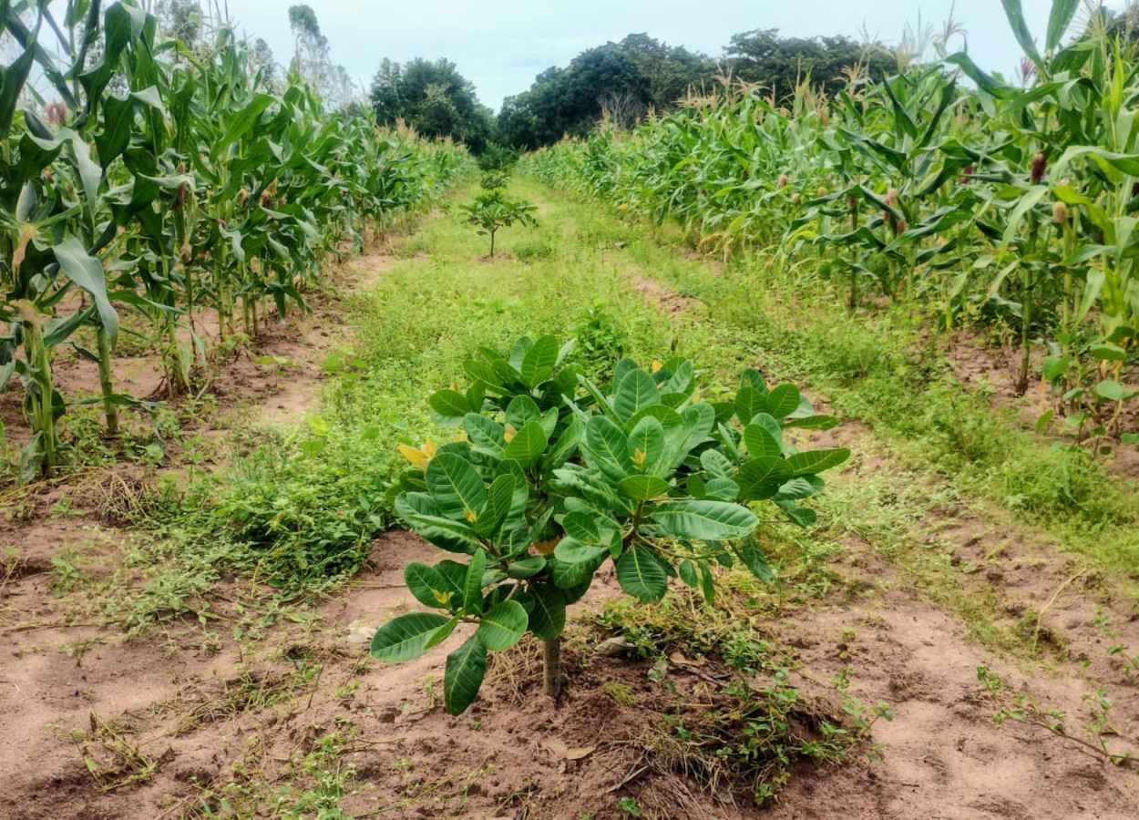 Cajueiro-anão sob nova adubação com 1 ano de idade - Foto: Carlos Taniguchi