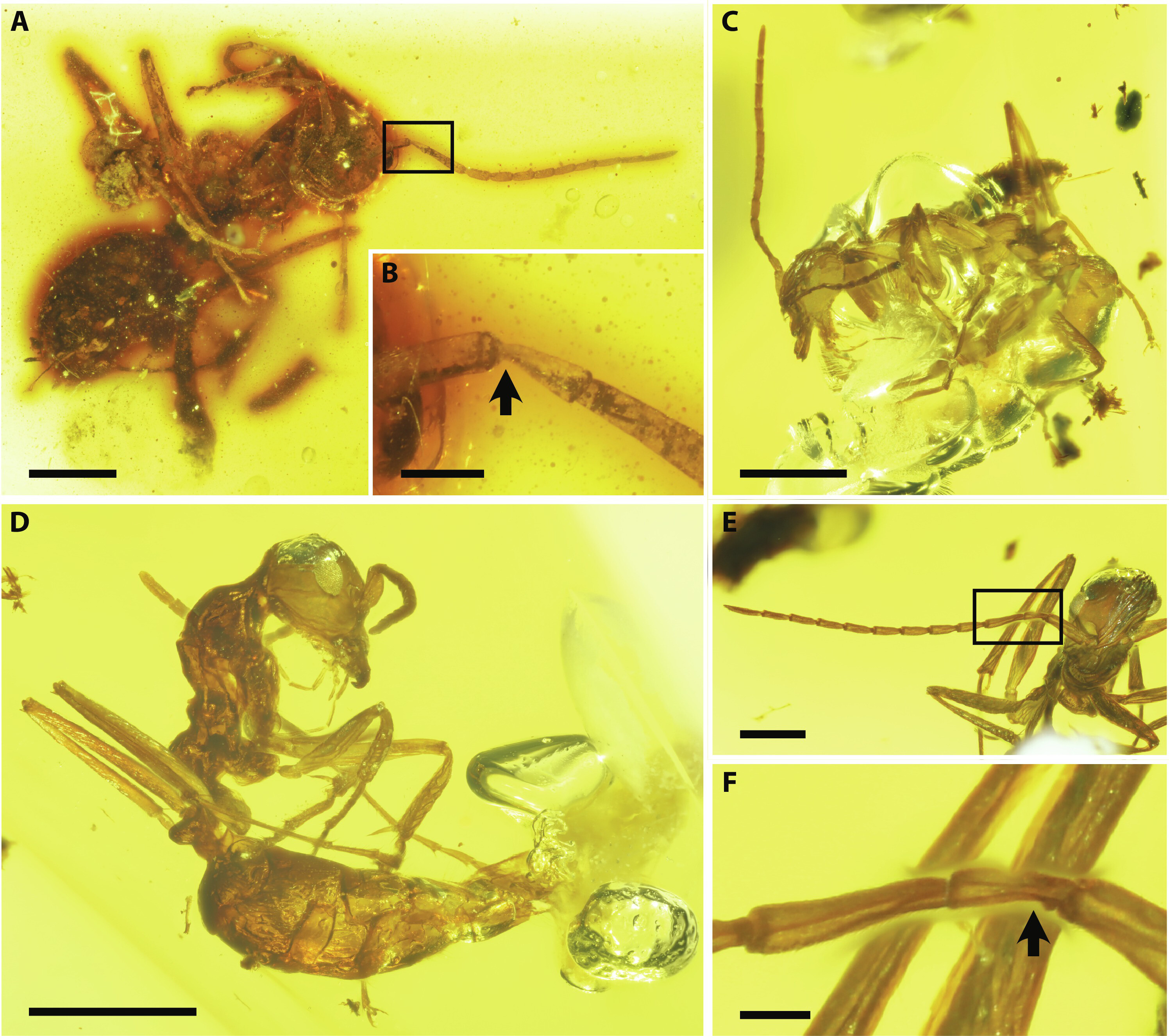 Fotografias de formigas fossilizadas, <i>G. gracilis</i>&nbsp;- (A) AMNH JZC Bu109, vista ventral; (B) imagem ampliada da área enquadrada em (A); (C) espécime A em AMNH Bu-KL B1-21, vista lateral; (D) espécime B em AMNH Bu-KL B1-21, vista lateral direita; (E)&nbsp; cabeça do espécime B, vista frontal; (F) imagem ampliada da área enquadrada em (E) -&nbsp;doi.org/10.1126/sciadv.adp3623