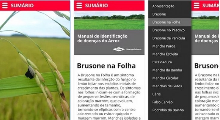 Produtores contam com novo aplicativo para identificar as doenças do arroz