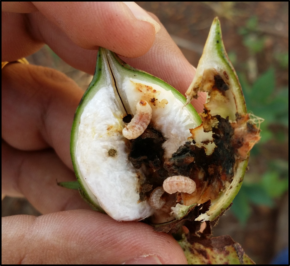 Figura - Larvas do bicudo-do-algodoeiro no interior da maçã de algodão no final da safra. Observar o grande número de indivíduos capaz de se desenvolver em uma maçã. (Foto: Eduardo M. Barros)