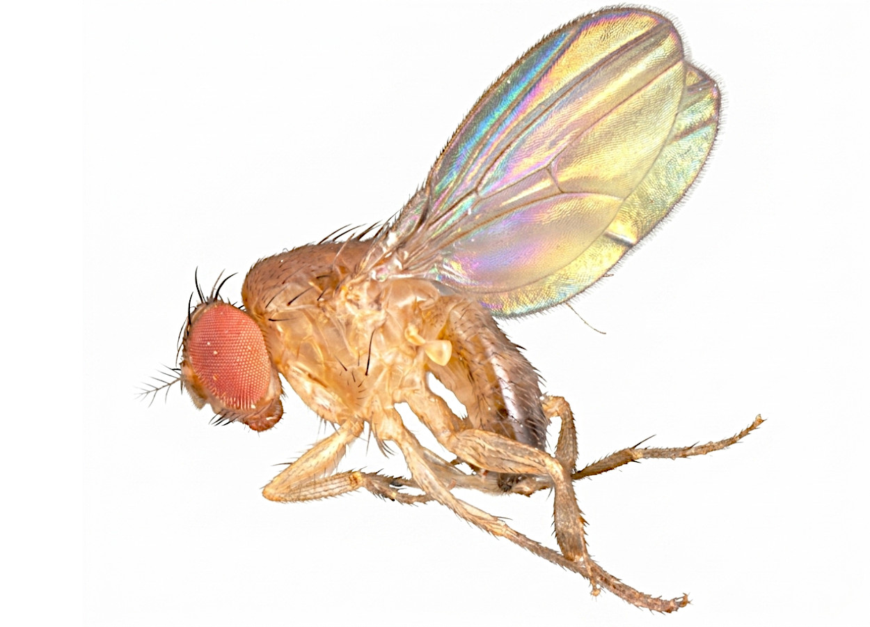 Imagem:&nbsp;Pest and Diseases Image Library