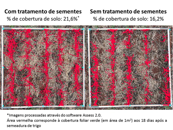 Figura 3: Imagens comparativas entre plantas tratadas e não tratadas com fungicida na semente.  CCGL TEC, 2015. Fonte: Caroline Wesp Guterres (CCGL).