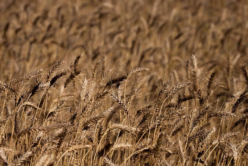 Mudanças climáticas impactam na produção de trigo mundial