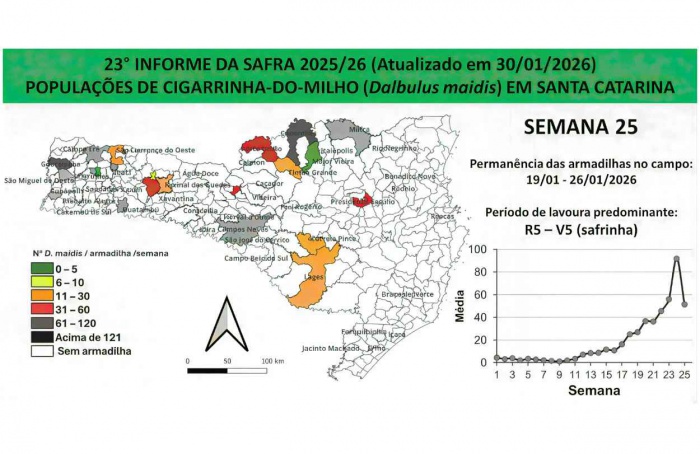 Monitora Milho registra queda de 40% nas cigarrinhas em Santa Catarina