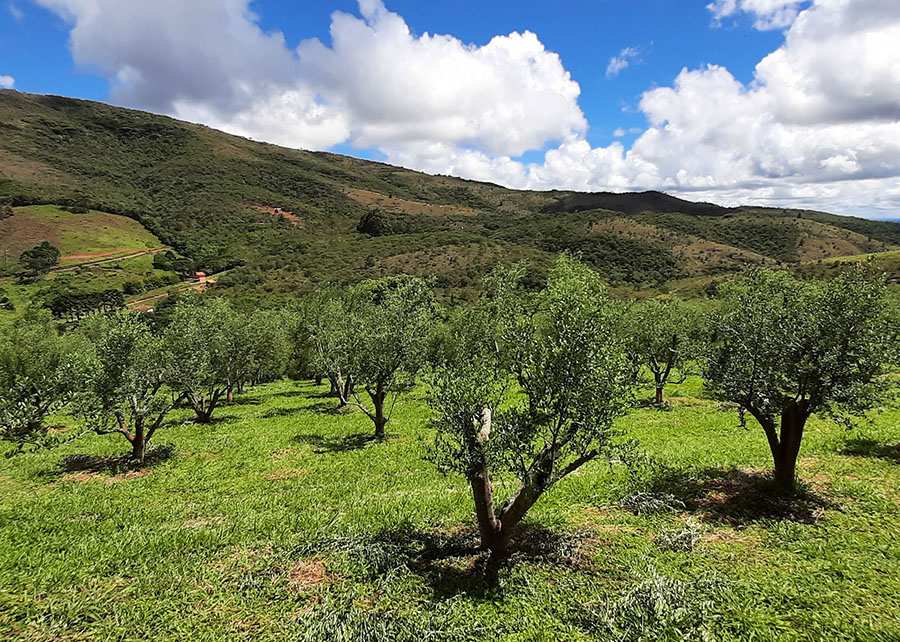 Azeite de oliva brasileiro atinge padrão internacional de qualidade