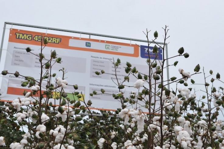 Classe produtiva conhece novas cultivares de algodão da TMG