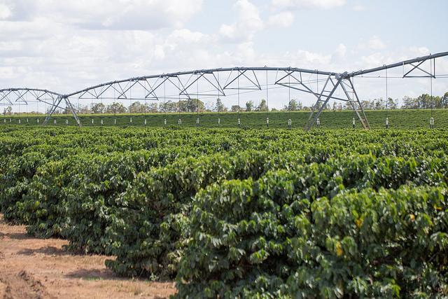 Cafeicultor teve aumento de 15 sacas por hectare com o manejo de irrigação