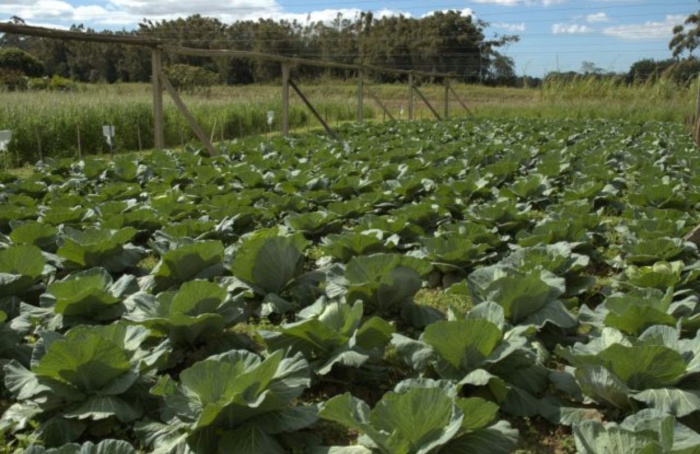 Frio intenso exige manejo especial em hortaliças
