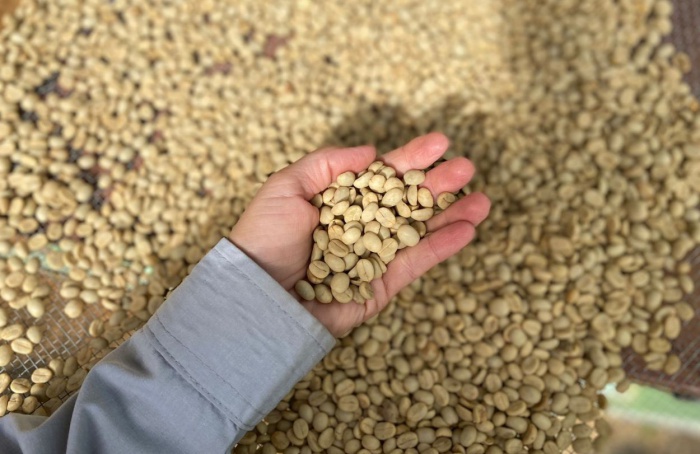 Epamig comercializa sementes para produção de mudas de café