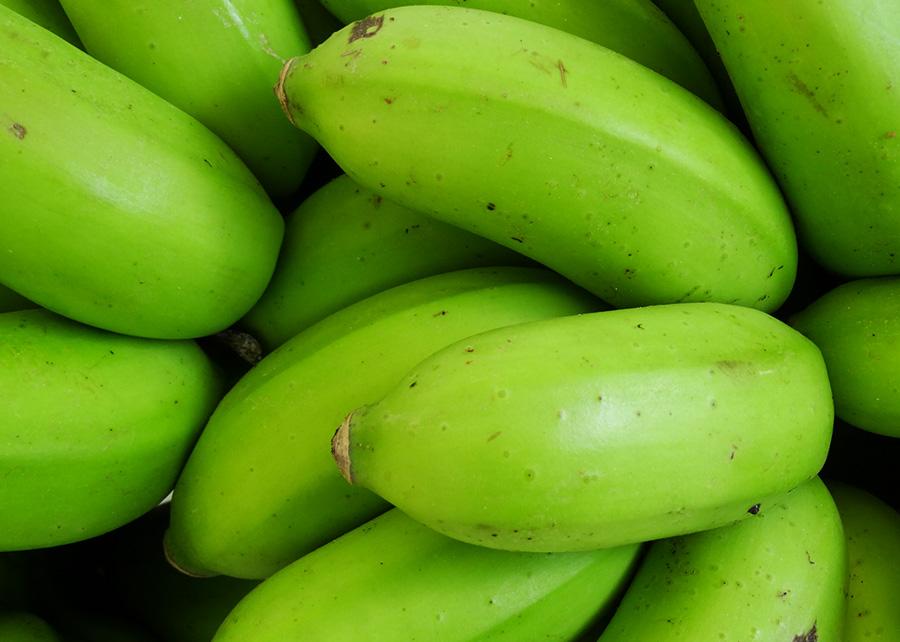 Ciência identifica isolado de fungo capaz de controlar doença da bananeira