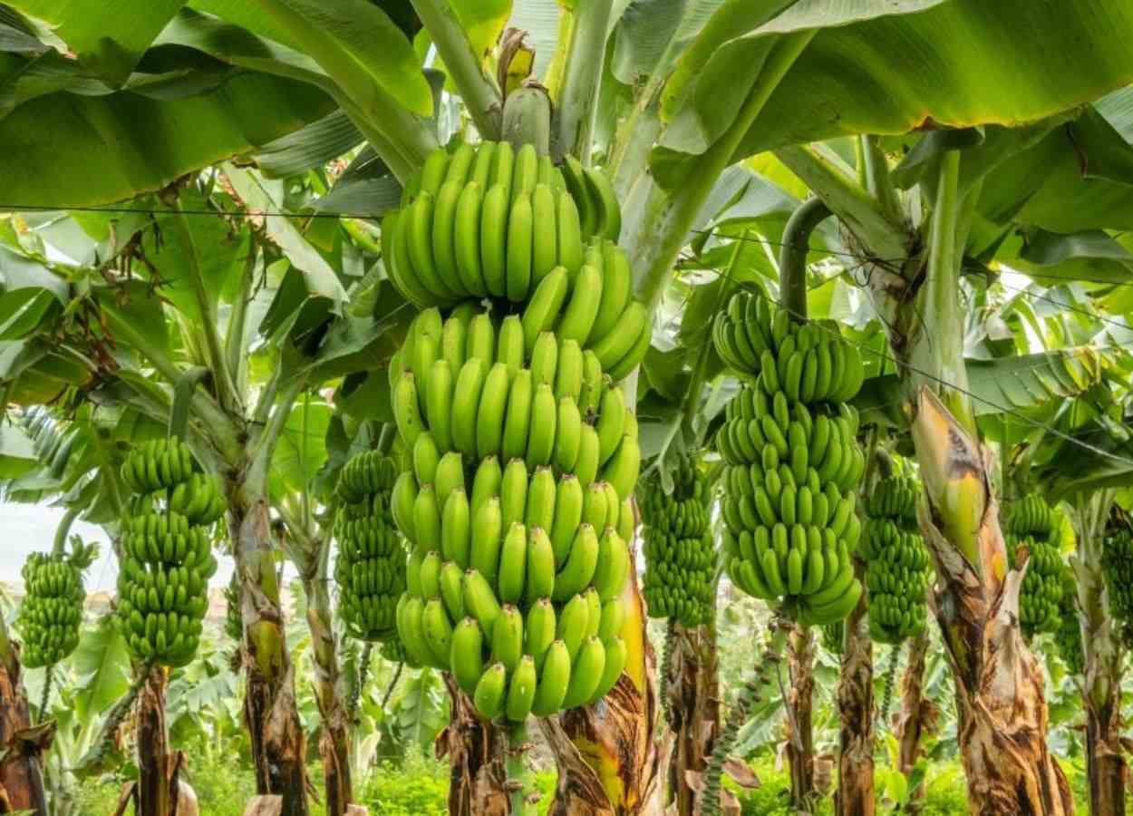 Bananiculture: registration of production units becomes mandatory in São Paulo