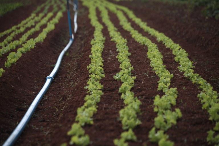 Novas regas para produção e venda de sementes de hortaliças