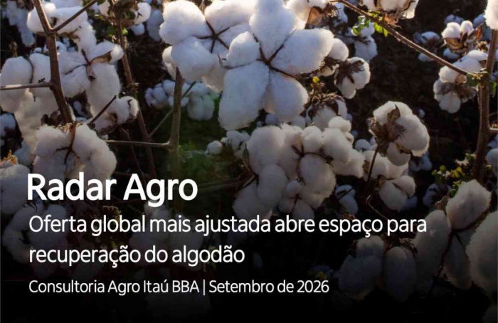 Oferta global mais apertada favorece recuperação do algodão