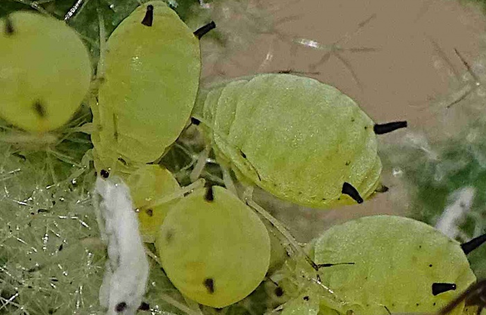 Faixas florais ampliam controle biológico em macieiras