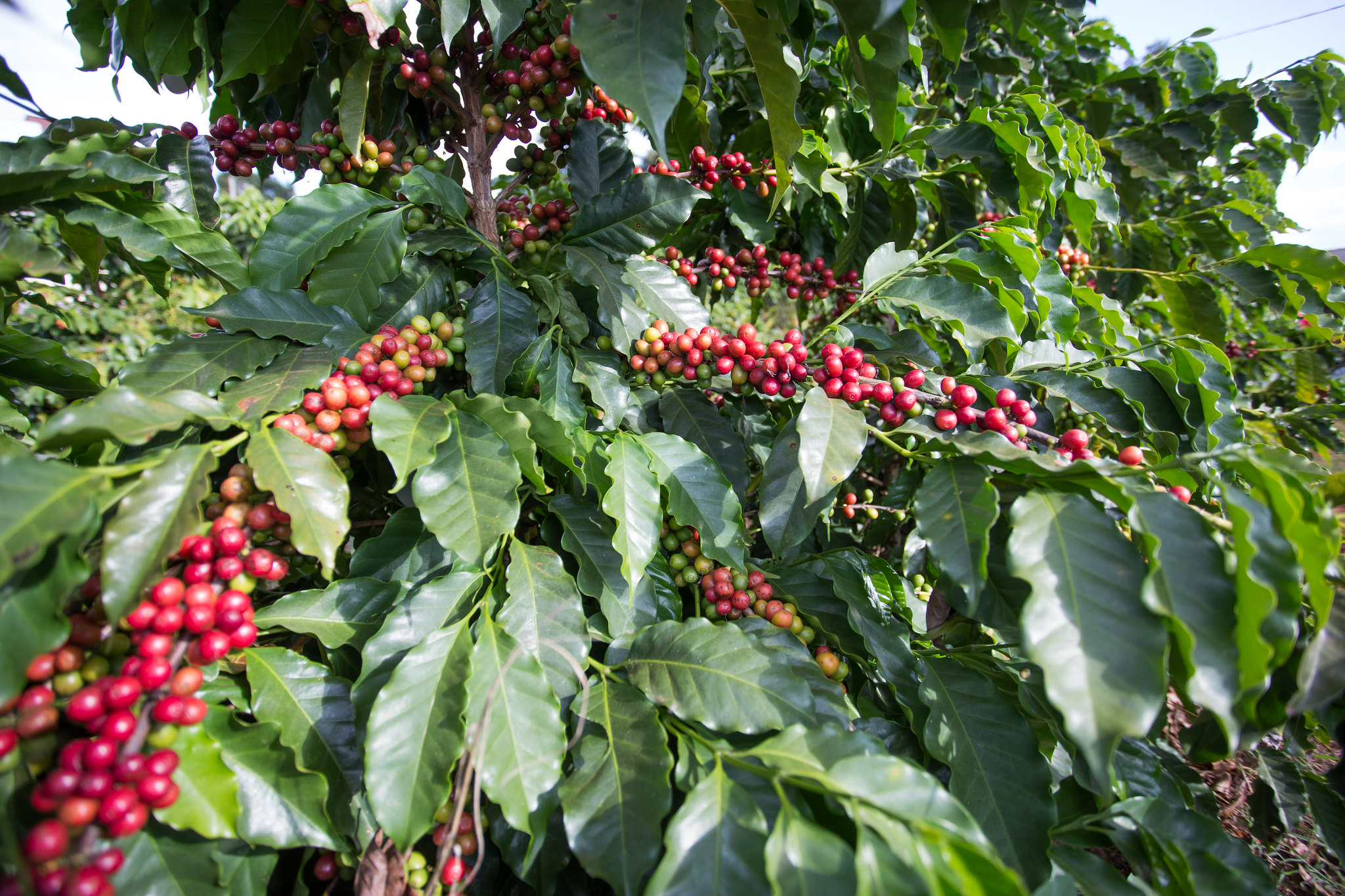 Safra total de café de 2022 foi estimada em 50,38 milhões de sacas, aumento de 5,6% em relação à 2021