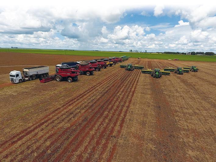 Como lidar com pragas iniciais em algodoeiro