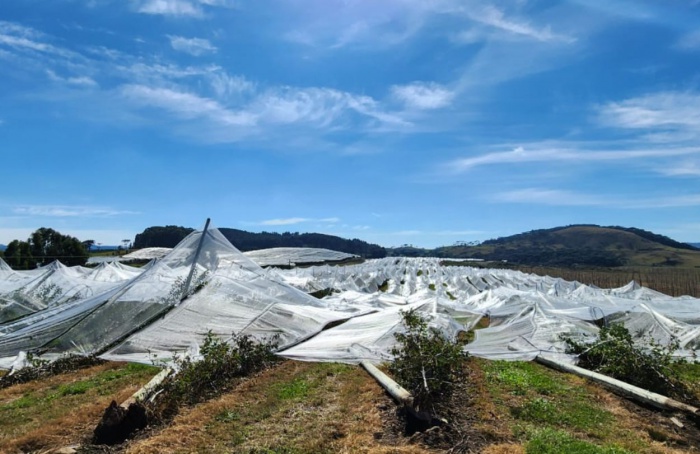 Temporal causa prejuízos na agricultura catarinense