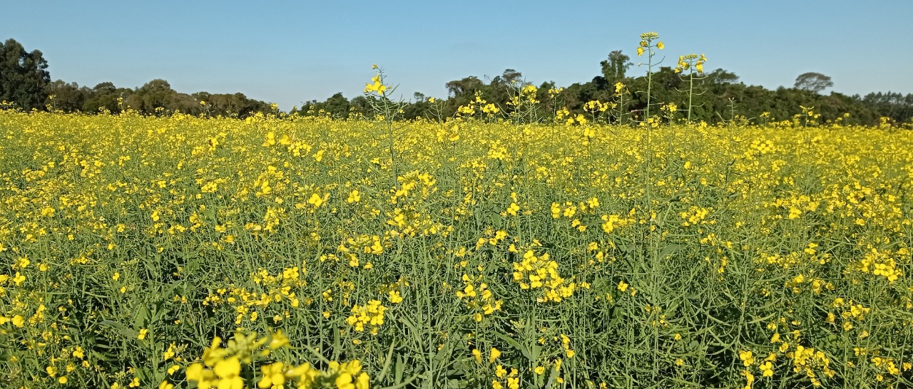 Plantio da canola é concluído e plantas apresentam boa sanidade no RS