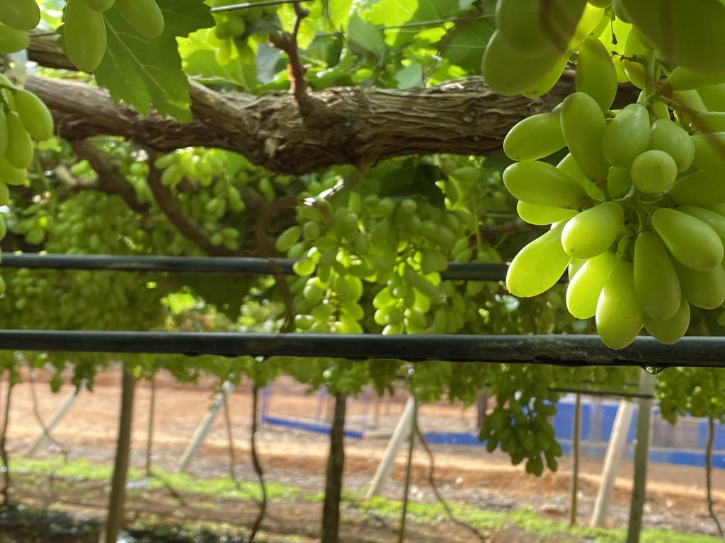 Irrigação por gotejamento é caminho para transformar o sertão brasileiro no “pomar do mundo”