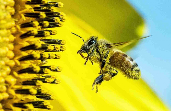 Etanol ocorre em néctar floral em diversas espécies