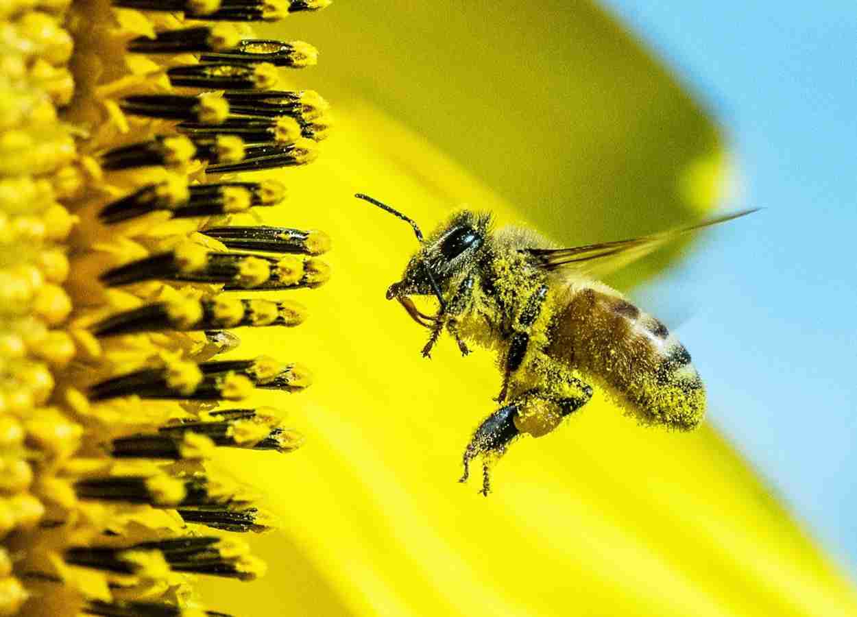 Etanol ocorre em néctar floral em diversas espécies