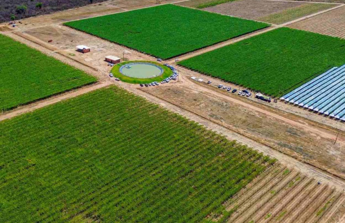 Fruticultura irrigada fortalece produção no oeste baiano