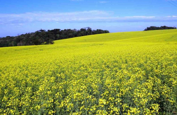 RS Safra 2025: condições climáticas favorecem a canola