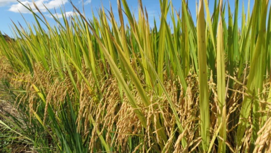 Foto: Rubens Marschalek