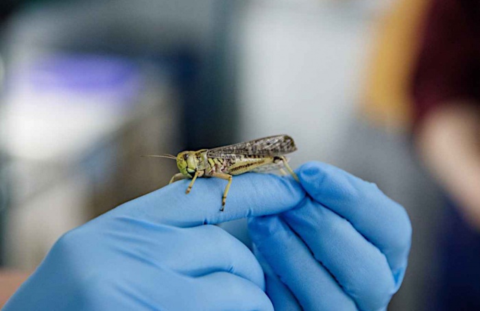 Adubação reduz gafanhotos migratórios