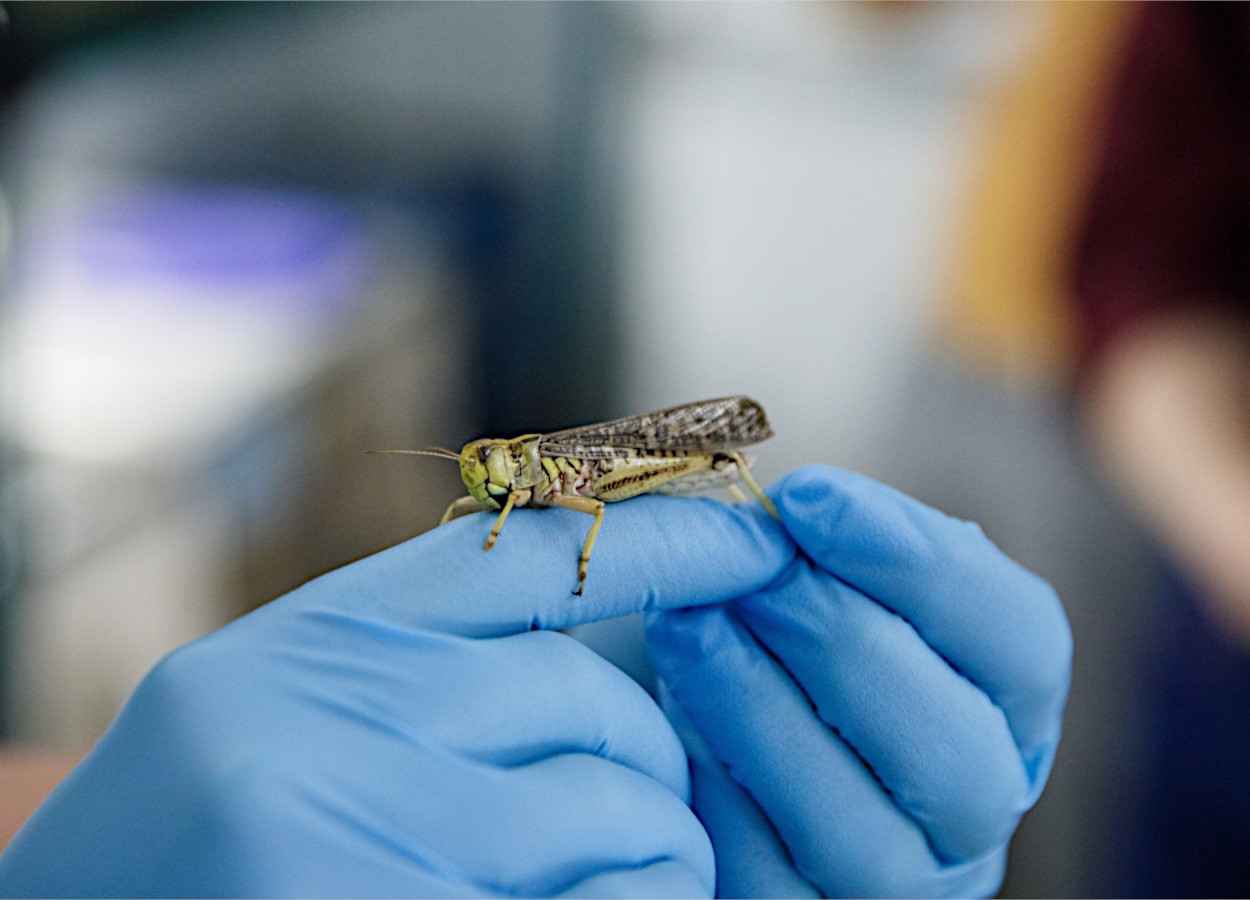 Adubação reduz gafanhotos migratórios
