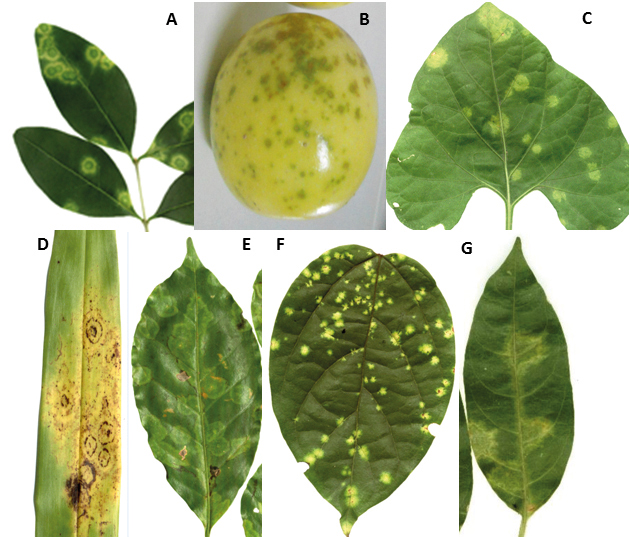 leprose do alfineiro (LigLV); B) pinta verde do maracujá (PfGSV); C) mancha anular de Solanum violifolium. Dichorhavirus: D) mancha da orquídea (OFV); E) mancha anular do café (CoRSV); F) mancha clorótica de Clerodendrum (ClCSV); G) mancha anular da dama-da-noite (CeRSV)