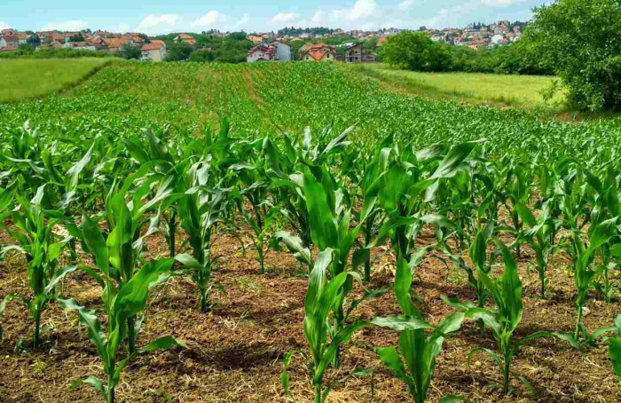 Produtividade do milho cresce e reforça vocação nacional
