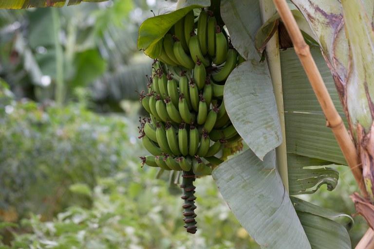 Equipe do Mapa percorre São Paulo para prevenir pragas que podem comprometer cultivo de banana