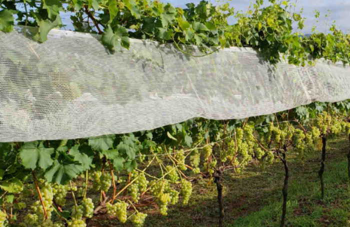Field Day on disease-resistant wine grapes takes place this Wednesday, 10