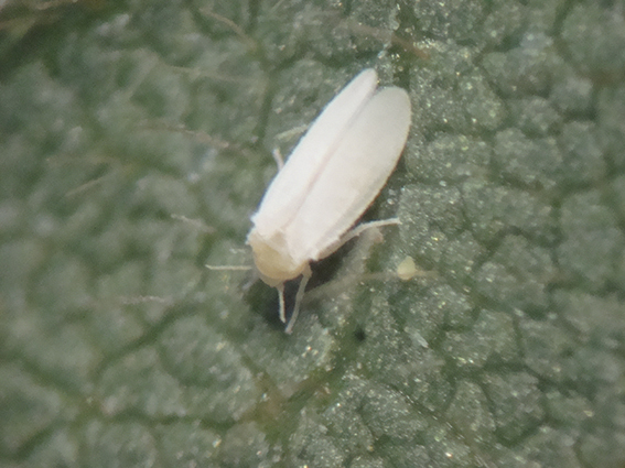 Mosca-branca em anos de clima mais ameno apresenta ciclo de desenvolvimento em torno de 25 dias&nbsp;&nbsp;