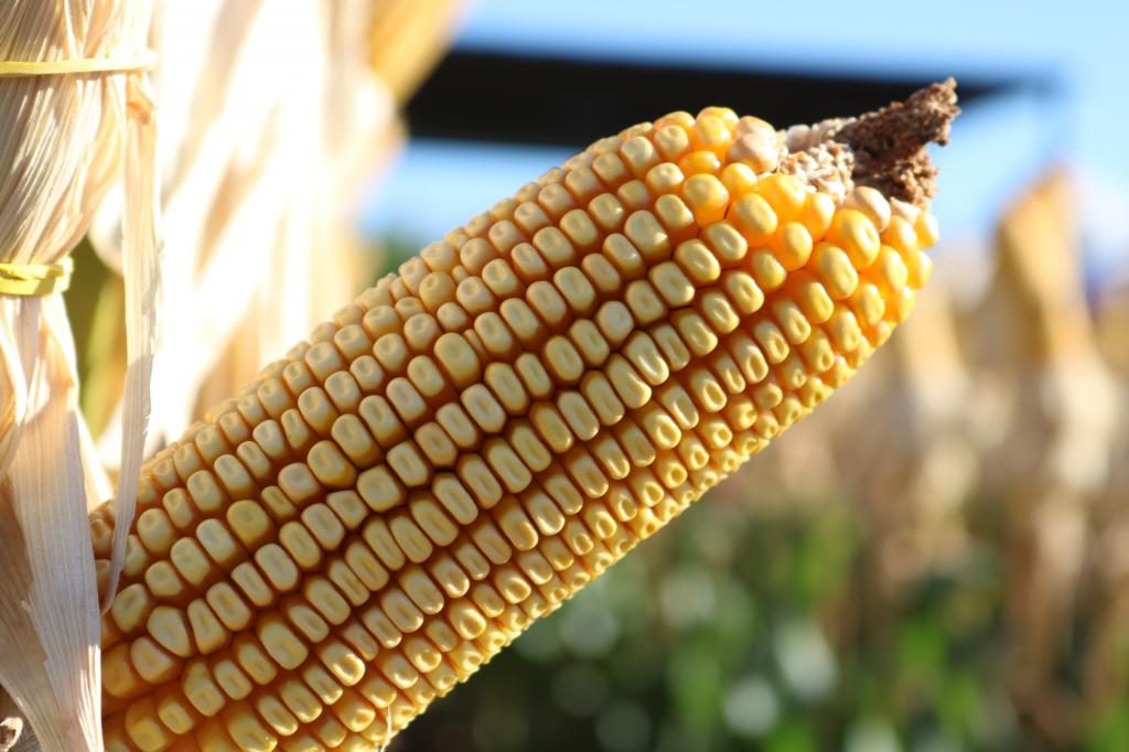 Produtividade do milho depende de nutrientes bem aplicados, diz especialista