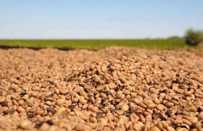 Região do Cerrado Mineiro leva cafés à World of Coffee 2026