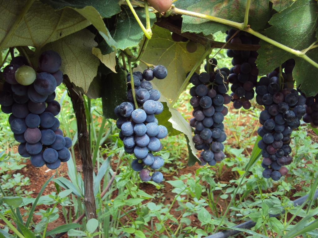 Novas unidades demonstrativas de fruticultura são instaladas no Campo das Vertentes