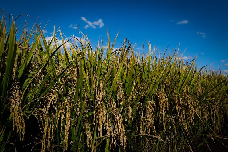 Brasil exporta 153,5 mil t de arroz em outubro e importa 147,9 mil t