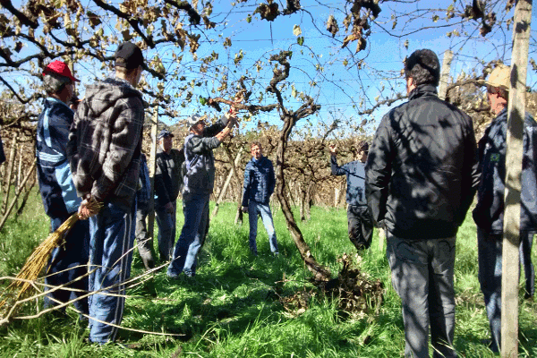 ​Benefícios da poda de renovação dos vinhais são mostrados em Tarde de Campo em Garibaldi, RS