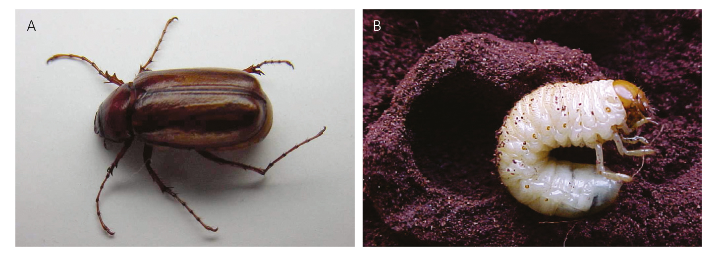 Figura 2 - Adulto (A) e larva (B) de Phyllophaga cuyabana