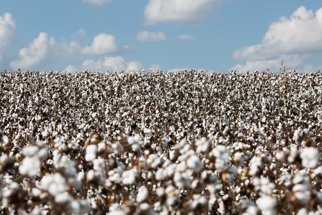 Indicador do algodão avança 5% em outubro