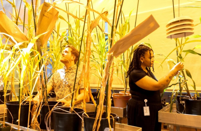 Descoberta genética pode reduzir uso de fertilizantes no milho
